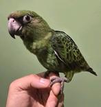 Super tamme Jardine papegaaien, Meerdere dieren, Papegaai