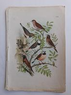 Vogelrpent - De Vogelwereld. 1886 - ZEER FRAAI, Ophalen of Verzenden