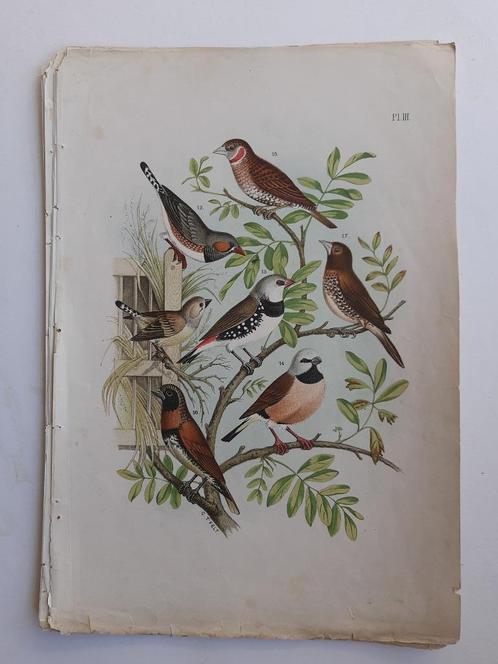 Vogelrpent - De Vogelwereld. 1886 - ZEER FRAAI, Antiek en Kunst, Kunst | Etsen en Gravures, Ophalen of Verzenden