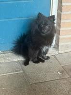 Pompriaan, Dieren en Toebehoren, Honden | Niet-rashonden, 15 weken tot 1 jaar, Teef, Eén hond, Klein