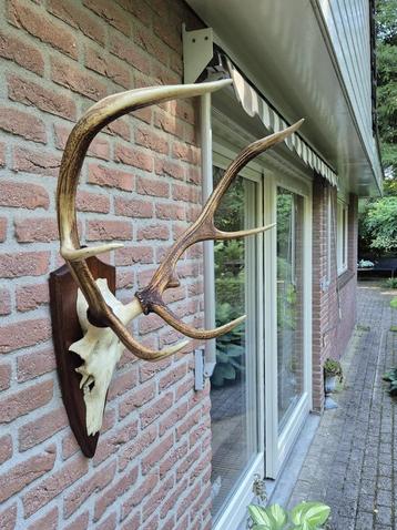 Mooi Edelhert Gewei Jacht Trofee Mancave Jacht Hut d28 beschikbaar voor biedingen