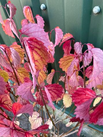 Viburnum dentatum beschikbaar voor biedingen