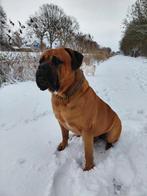 Boerboel dekreu xxl, Eén hond, 3 tot 5 jaar, Nederland, Particulier