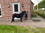 Super liefe grote maat pony, Merrie, A pony (tot 1.17m), 3 tot 6 jaar, Onbeleerd