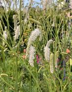 Sanquisorba Canadensis White zaden, Ophalen of Verzenden, Voorjaar, Volle zon, Zaad