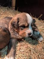 Lieve pups Sint-Bernard x Berner-Sennen, Dieren en Toebehoren, 8 tot 15 weken, Meerdere, Meerdere dieren, Nederland