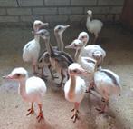 Nandoe kuikens. Gesekst, onverwant., Dieren en Toebehoren, Pluimvee, Meerdere dieren, Kip