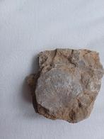 Schelpafdruk op gesteente fossiel, Ophalen of Verzenden, Fossiel