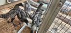 Sebright kippen, Dieren en Toebehoren, Pluimvee, Meerdere dieren, Kip