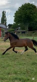 Prachtige Welshcob Pony, Dieren en Toebehoren, Pony's, Gechipt, Onbeleerd, Merrie, 0 tot 2 jaar