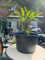 palmboom klein eigen kweek, Tuin en Terras, Planten | Bomen, Ophalen, Volle zon, Palmboom, Minder dan 100 cm