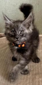Mooie Maine Coon kittens met stamboom, Meerdere dieren, Gechipt