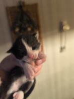 Super mooi nestje Maine coons met 3 polidactyl, Dieren en Toebehoren, Katten en Kittens | Overige Katten, Meerdere dieren