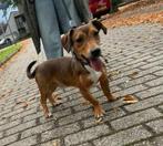 Jack-russel reu 7 maanden, Dieren en Toebehoren, 15 weken tot 1 jaar, Reu, CDV (hondenziekte), Eén hond