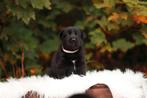 Sheprador pups, Dieren en Toebehoren, Overige rassen, CDV (hondenziekte), 8 tot 15 weken, Meerdere