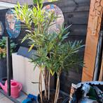 Mooie bak met 4 oleander op stam 1.50 hoog, Tuin en Terras, Planten | Tuinplanten, Ophalen, Overige soorten, Volle zon