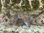Guppies, Dieren en Toebehoren, Vissen | Aquariumvissen, Vis