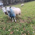 Ram, Dieren en Toebehoren, Schapen, Geiten en Varkens, Mannelijk, Schaap