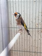 Kleine putter, Mannelijk, Wildzangvogel