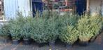 Kerstbomen Fijne blauwspar met Kluit in pot 30 cm – 120 cm, Tuin en Terras, Planten | Bomen, Overige soorten, Minder dan 100 cm
