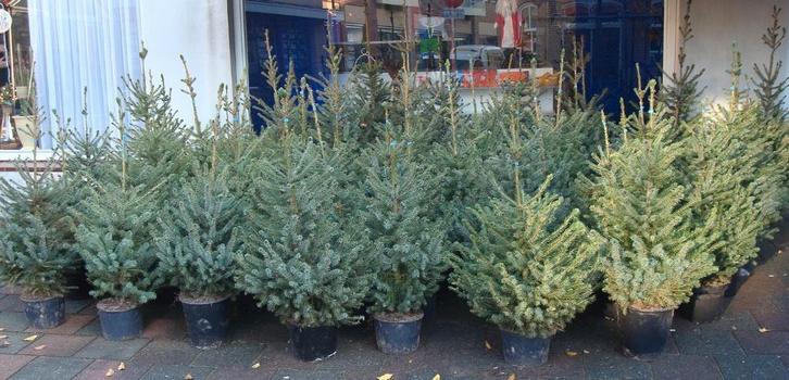 Kerstbomen Fijne blauwspar met Kluit in pot 30 cm – 120 cm, Tuin en Terras, Planten | Bomen, Overige soorten, Minder dan 100 cm