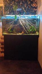 Aquarium 200ltr + meubel
