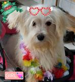 Mooie Sociale Maltezer pups, België, Maltezer, Particulier, Rabiës (hondsdolheid)