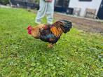 2 lieve hanen. Niet voor consumptie., Dieren en Toebehoren, Mannelijk, Kip