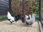 Drentse krielen gezoomd zilverpatrijs, Dieren en Toebehoren, Pluimvee, Meerdere dieren, Kip