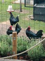 Jonge haan, Dieren en Toebehoren, Pluimvee, Mannelijk, Kip