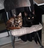 2 half Maine coons., Meerdere dieren, Kortharig, 0 tot 2 jaar