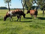 3 mooie verbeterd roodbonte dikbil Vaarsen te koop, Dieren en Toebehoren, Runderen, Mannelijk