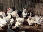 Wyandotte krielen, Dieren en Toebehoren, Pluimvee, Vrouwelijk, Kip