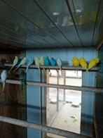 Te koop diverse kleuren grasparkieten, Dieren en Toebehoren, Meerdere dieren, Parkiet