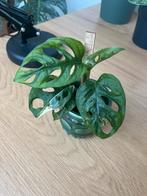 Monstera Adansonii Variegata, Huis en Inrichting, Kamerplanten, Ophalen, Overige soorten, Halfschaduw, In pot