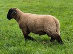 Suffolk ram lam, Dieren en Toebehoren, Schapen, Geiten en Varkens, Mannelijk, Schaap