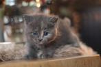 Britse korthaar kittens NOG 1 PRACHTIG POESJE, Dieren en Toebehoren, Katten en Kittens | Raskatten | Langhaar, Meerdere dieren