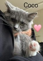 Ragdol kittens met stamboom, Dieren en Toebehoren, Katten en Kittens | Raskatten | Langhaar, Meerdere dieren, Gechipt, 0 tot 2 jaar