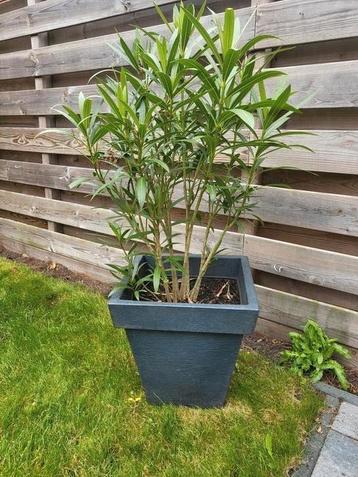 Mooie oleander in pot  beschikbaar voor biedingen