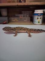 Luipaardgekko, Dieren en Toebehoren, Reptielen en Amfibieën, Hagedis, 0 tot 2 jaar