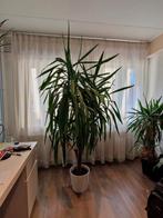 Yucca, Huis en Inrichting, Kamerplanten, Ophalen, Minder dan 100 cm