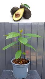 Avocado Boompje- Persea Americana, Minder dan 100 cm, Overige soorten, In pot, Ophalen of Verzenden