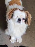 Hondje, Dieren en Toebehoren, Honden | Niet-rashonden, 6 jaar of ouder, Particulier, Rabiës (hondsdolheid), Reu