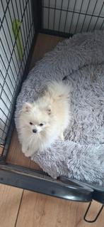 Pomeriaan/ pomeranian mini reu 1 jaar, Dieren en Toebehoren, Honden | Poolhonden, Keeshonden en Oertypen, Reu, 1 tot 2 jaar, Eén hond