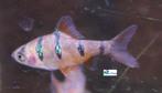 Vijfstreepbarbeel, Dieren en Toebehoren, Vissen | Aquariumvissen, Vis, Zoetwatervis, Schoolvis