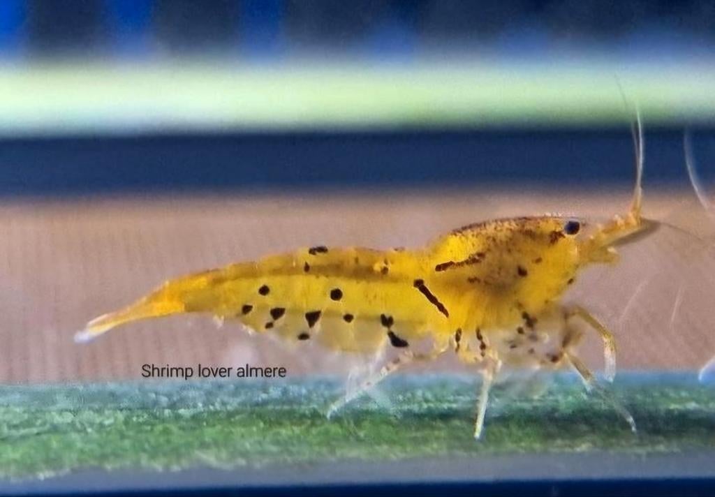 Tangerine Oranje tijgergarnalen op kraanwater, Kreeft, Krab of Garnaal