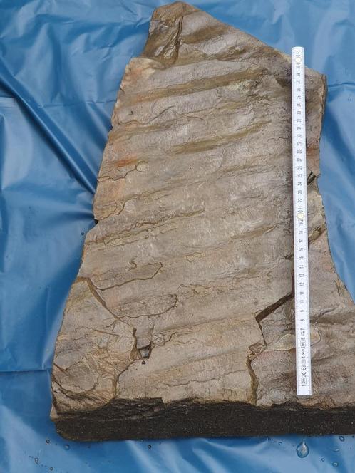 Stroomribbels in Boven-Devoon zandsteen, Verzamelen, Mineralen en Fossielen, Overige typen, Ophalen