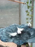 Jonge zebravinken 2025, Dieren en Toebehoren, Vogels | Overige Vogels, Geslacht onbekend