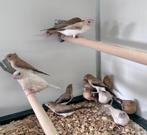 Zilverbekken, Dieren en Toebehoren, Meerdere dieren