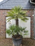 AANBIEDING: WINTERHARDE CHAMAEROPS HUMILIS & VULCANO PALMEN, In pot, Halfschaduw, Ophalen of Verzenden, 100 tot 250 cm